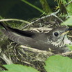 Gray-cheeked Thrush